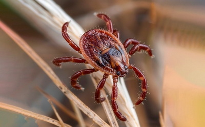 Клещевой энцефалит